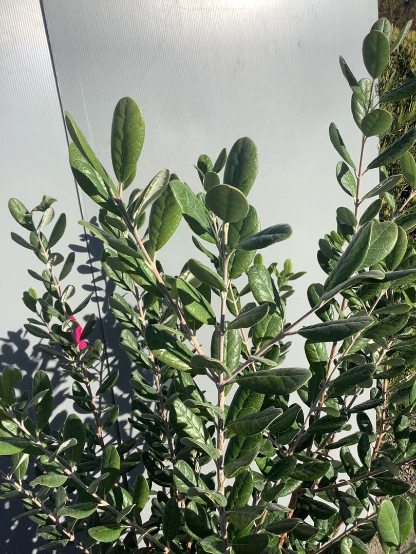 7-44果樹【*+ami♡ami+*フェイジョア】樹高約130cm【送料込