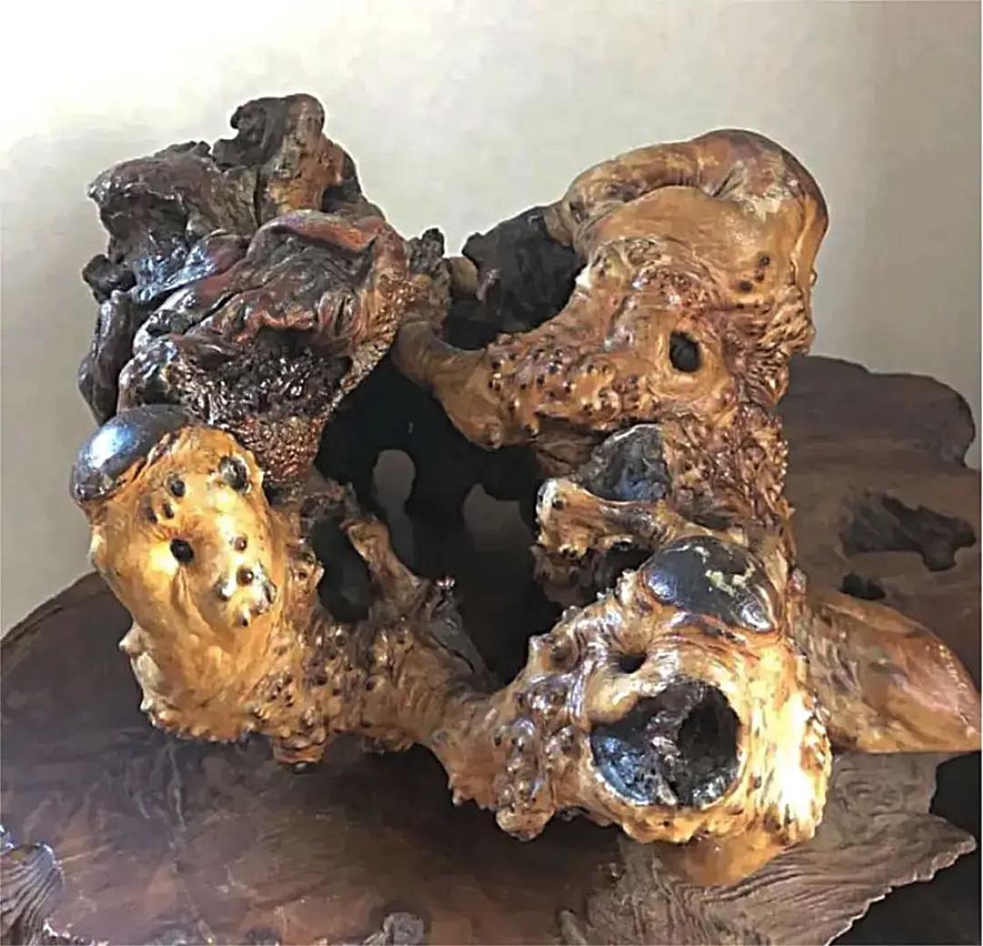 飾り 瘤古木 盆栽 3511㌘ 処分価格