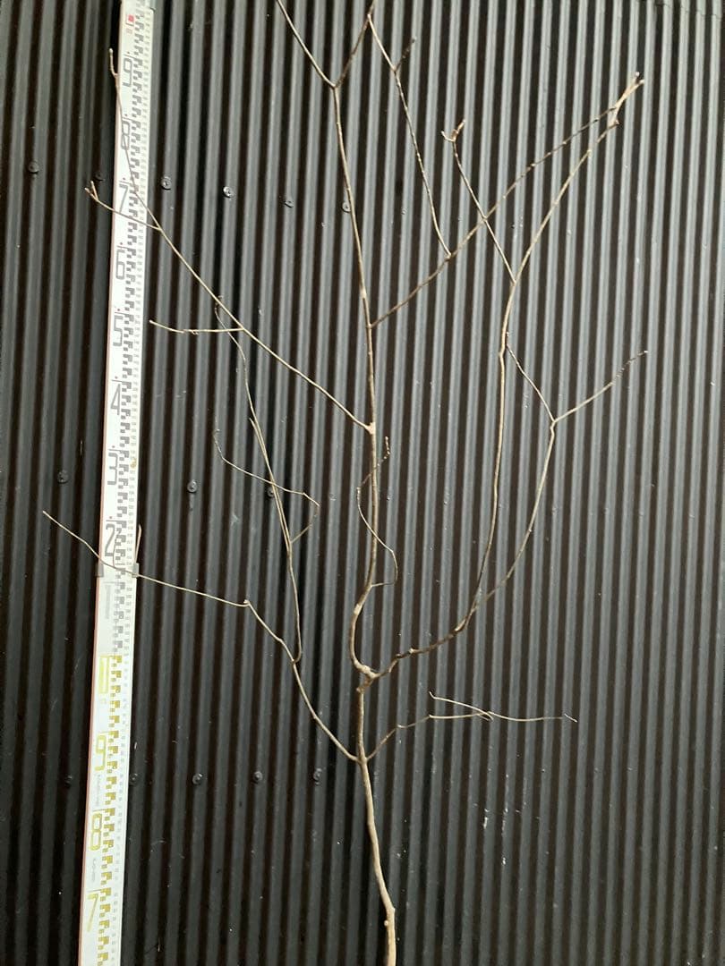 くまま 山採り　アオダモ