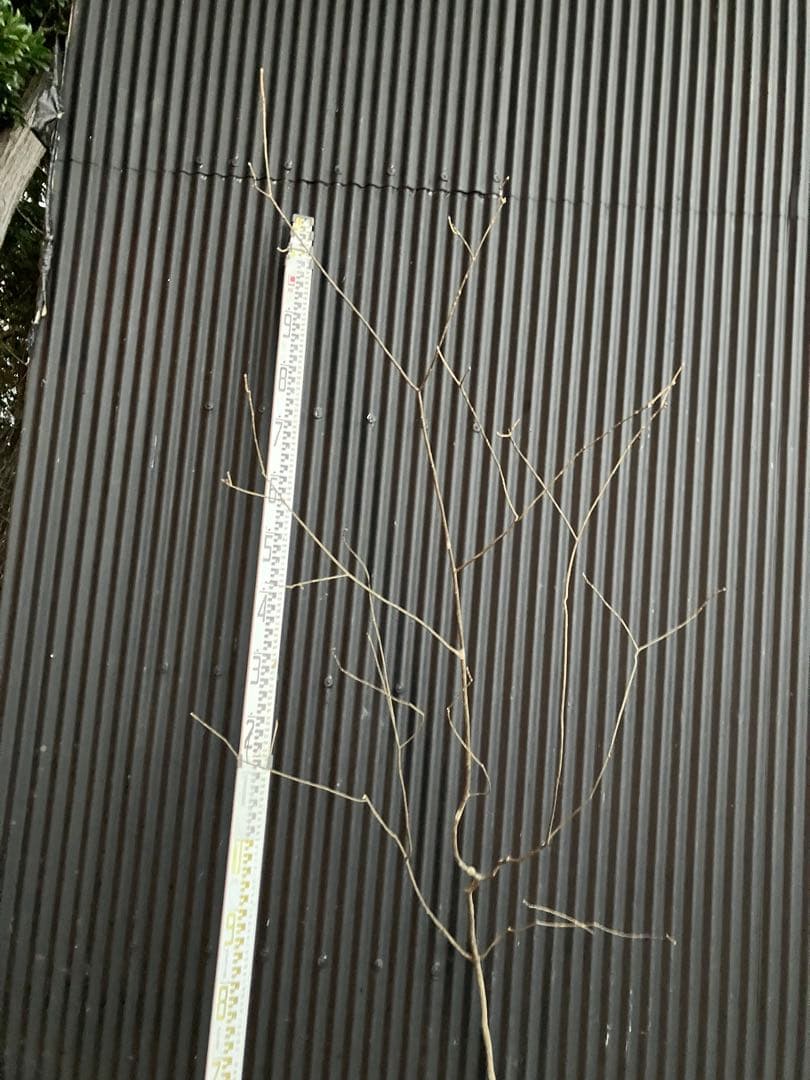 くまま 山採り　アオダモ