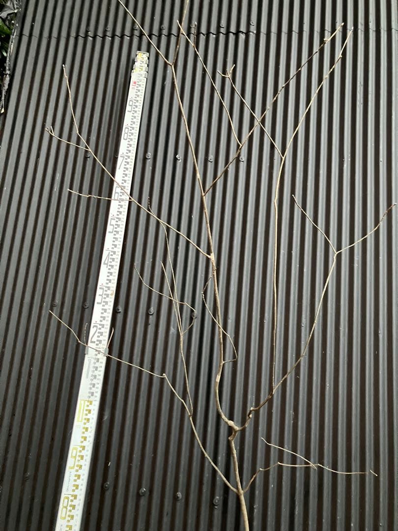 くまま 山採り　アオダモ