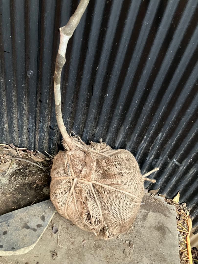 くまま 山採り　アオダモ