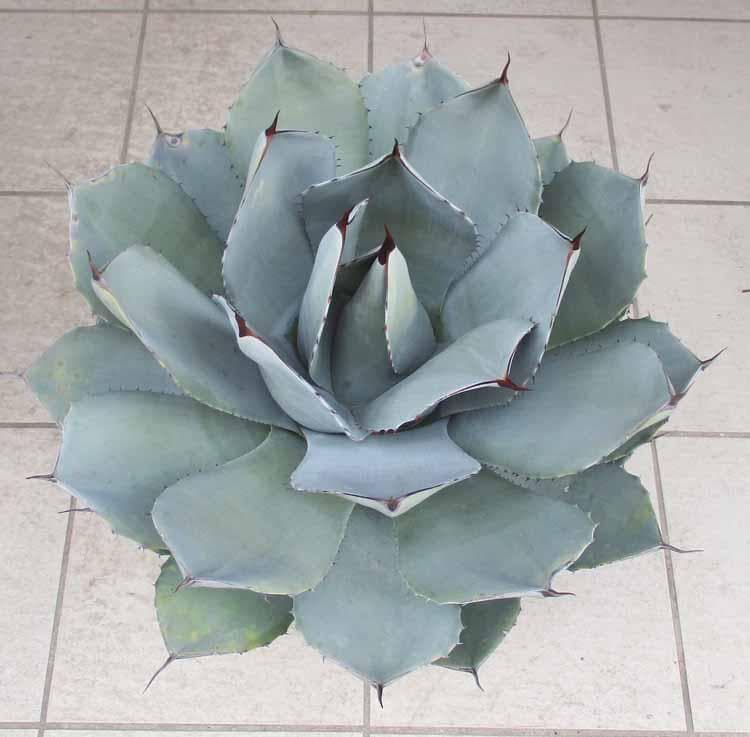 現品】パリー トルンカータ（トランカータ） 吉祥天 11号 FW番 - メルカリ