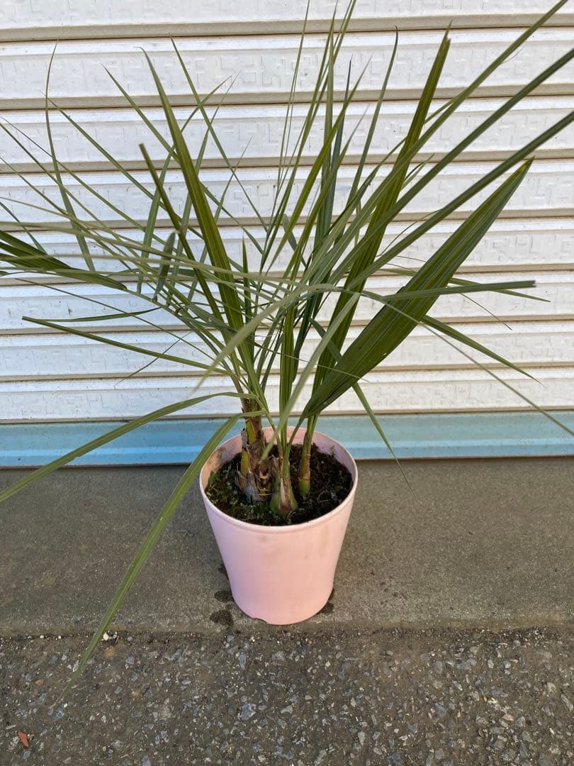 直接手渡し茨城県】ココスヤシ（3本立ち） - メルカリ