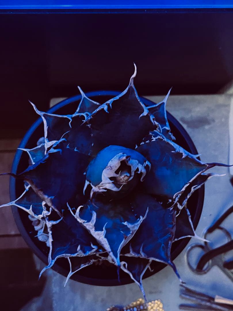 親株【アガベ 海王 】/血統株/レア/神株