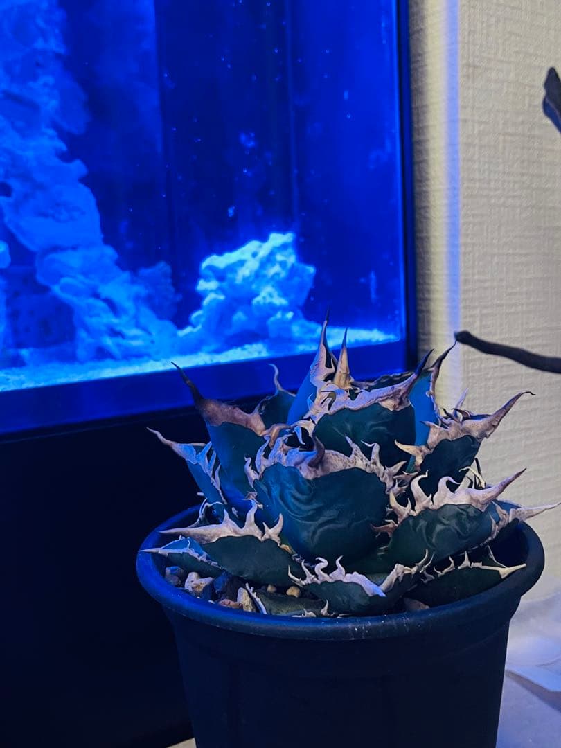 親株【アガベ 海王 】/血統株/レア/神株