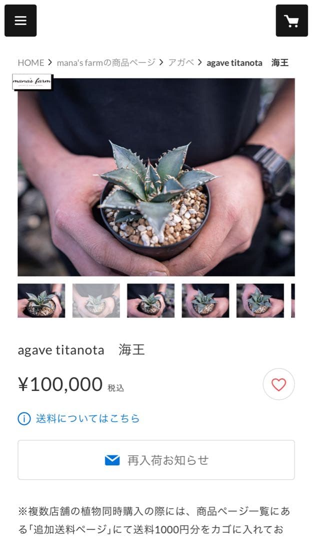 親株【アガベ 海王 】/血統株/レア/神株