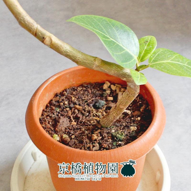 現品】フィカス・アルテシーマ 7号 曲がり 茶鉢（2） - メルカリ