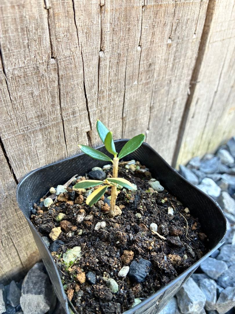 斑入りオリーブ苗　A