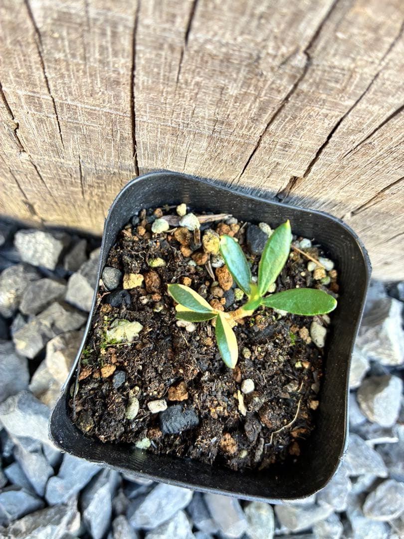 斑入りオリーブ苗　A