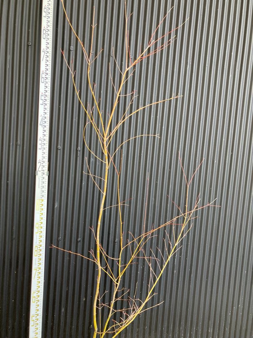 山採り　イロハモミジ