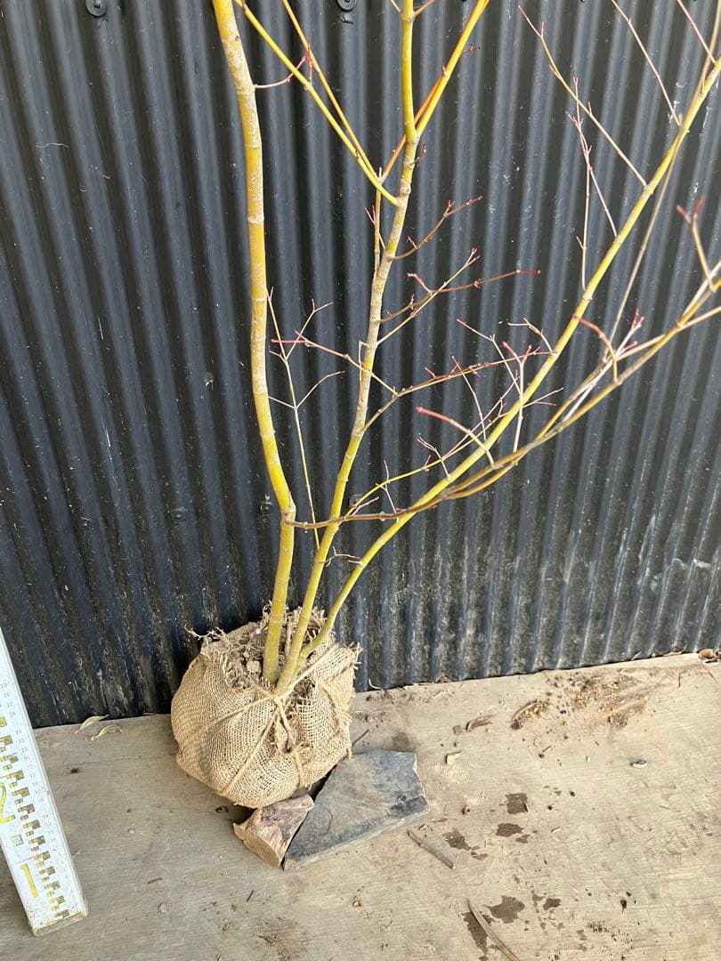 山採り　イロハモミジ