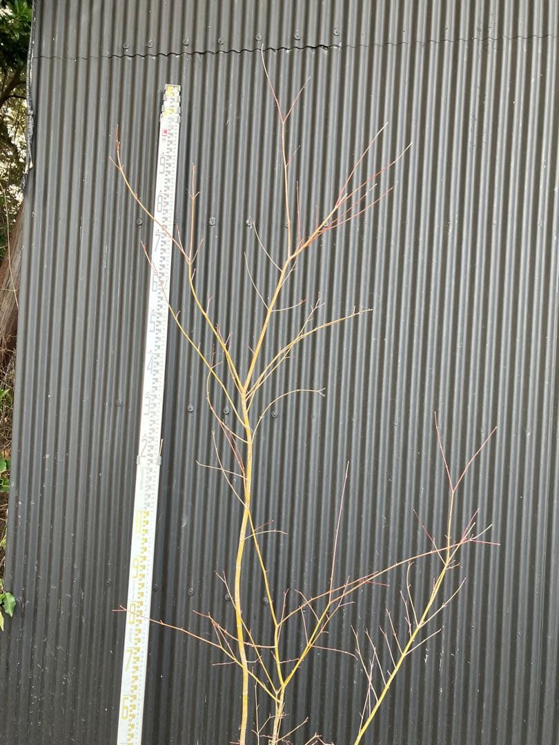 山採り　イロハモミジ