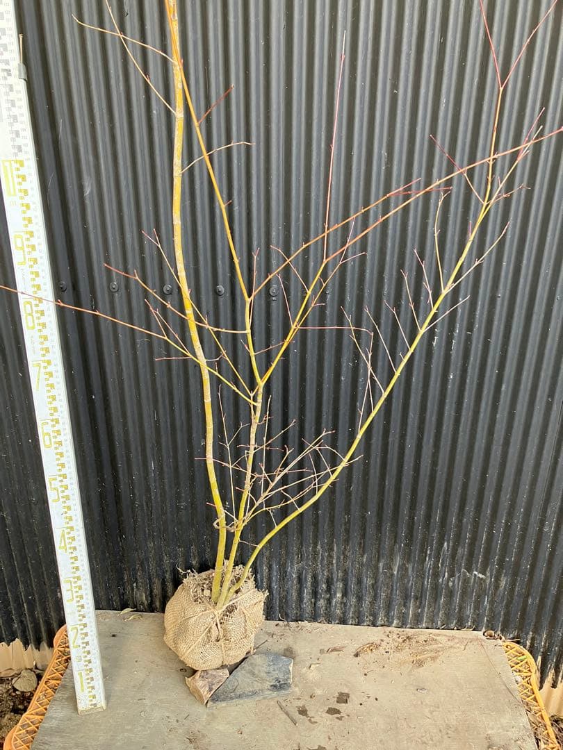 山採り　イロハモミジ