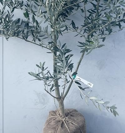 《現品》オリーブの木　シプレシーノ 樹高1.8ｍ（根鉢含まず）182【苗木/庭木