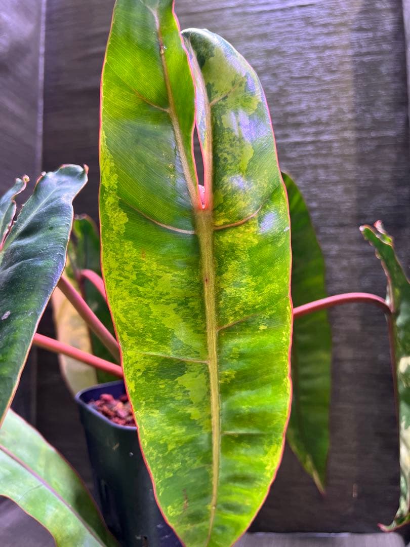 フィロデンドロン ビレッティア 6枚葉 良斑入り - メルカリ