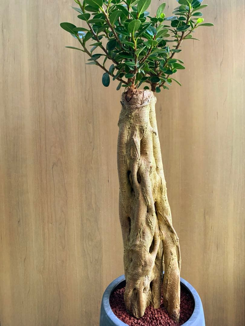 コパンダガジュマル コケティッシュ・フォルム‼️ no3 - メルカリ