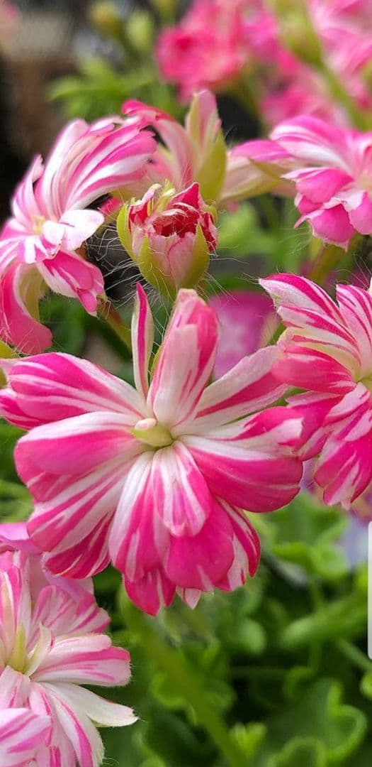 確認ページ    これかしら…違うかも…‪？です(´•ᴗ• ก )‬(笑)