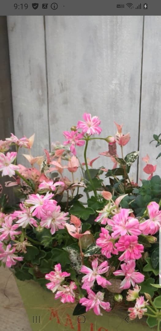 確認ページ    これかしら…違うかも…‪？です(´•ᴗ• ก )‬(笑)