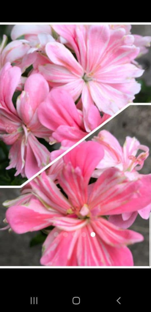 確認ページ    これかしら…違うかも…‪？です(´•ᴗ• ก )‬(笑)