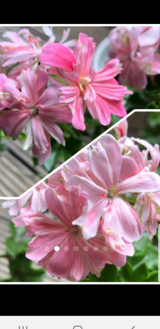 確認ページ    これかしら…違うかも…‪？です(´•ᴗ• ก )‬(笑)