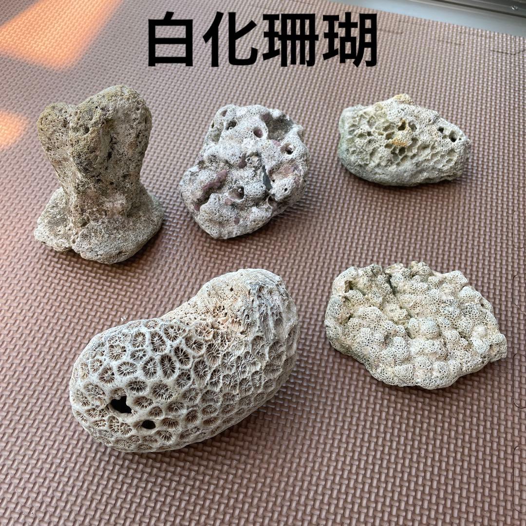 値下げ】白化珊瑚 菊目石 白化サンゴ 天然 置き物 オブジェ 珊瑚 珊瑚