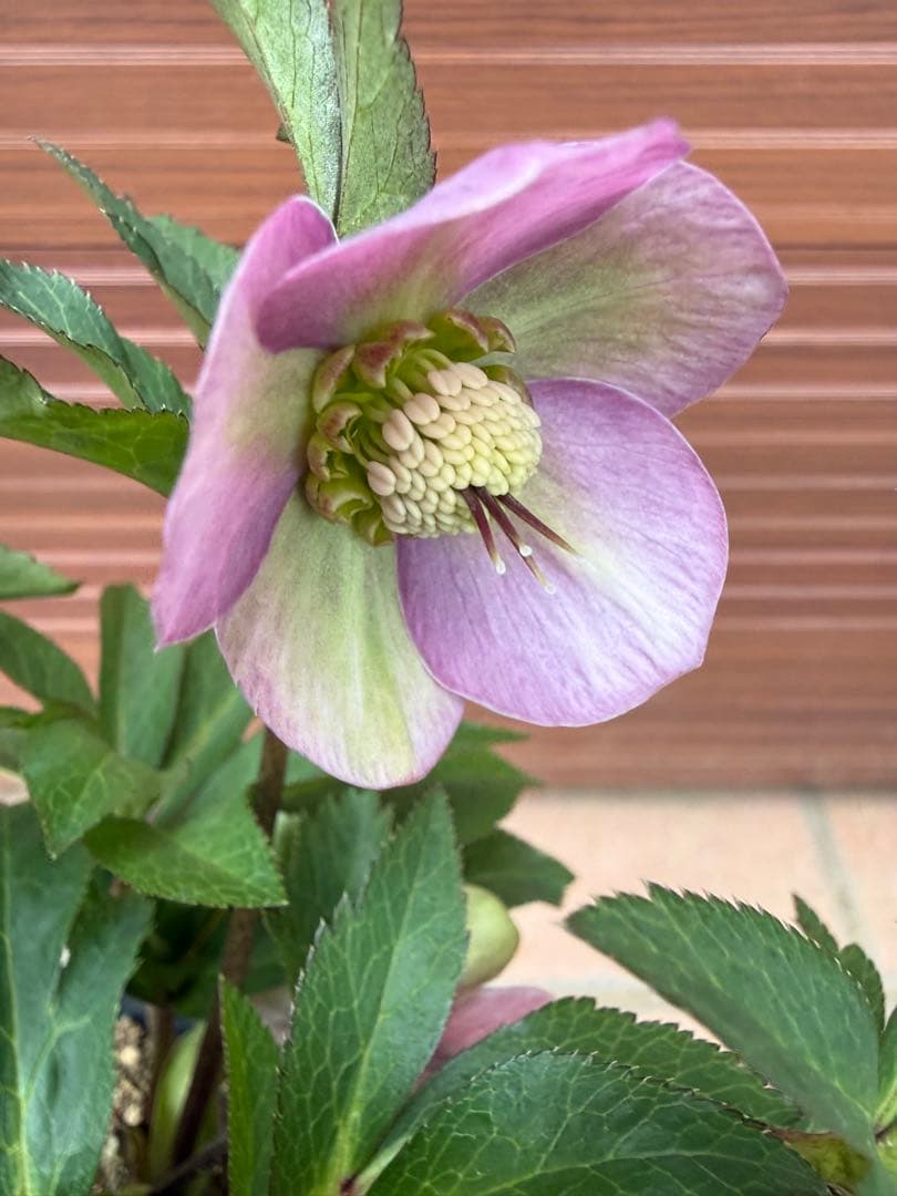 【未株分】大木ナーセリー プルプラ系hyb