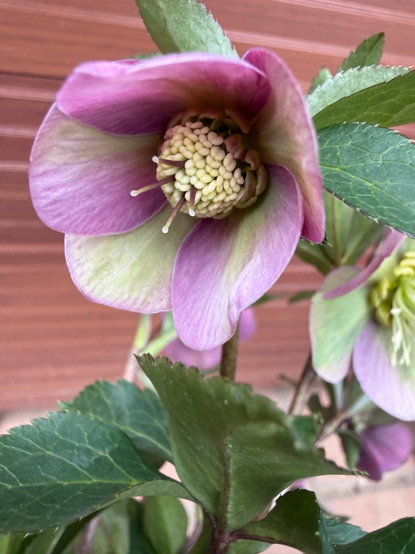 【未株分】大木ナーセリー プルプラ系hyb