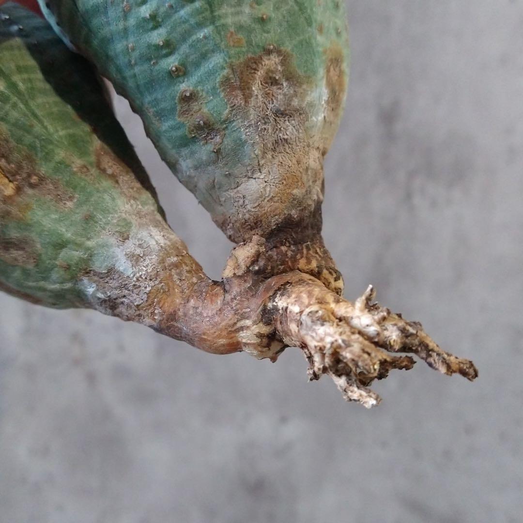 と*ぃ様 B17835★オークション★ユーフォルビア オベサ ダブルヘッド 美株