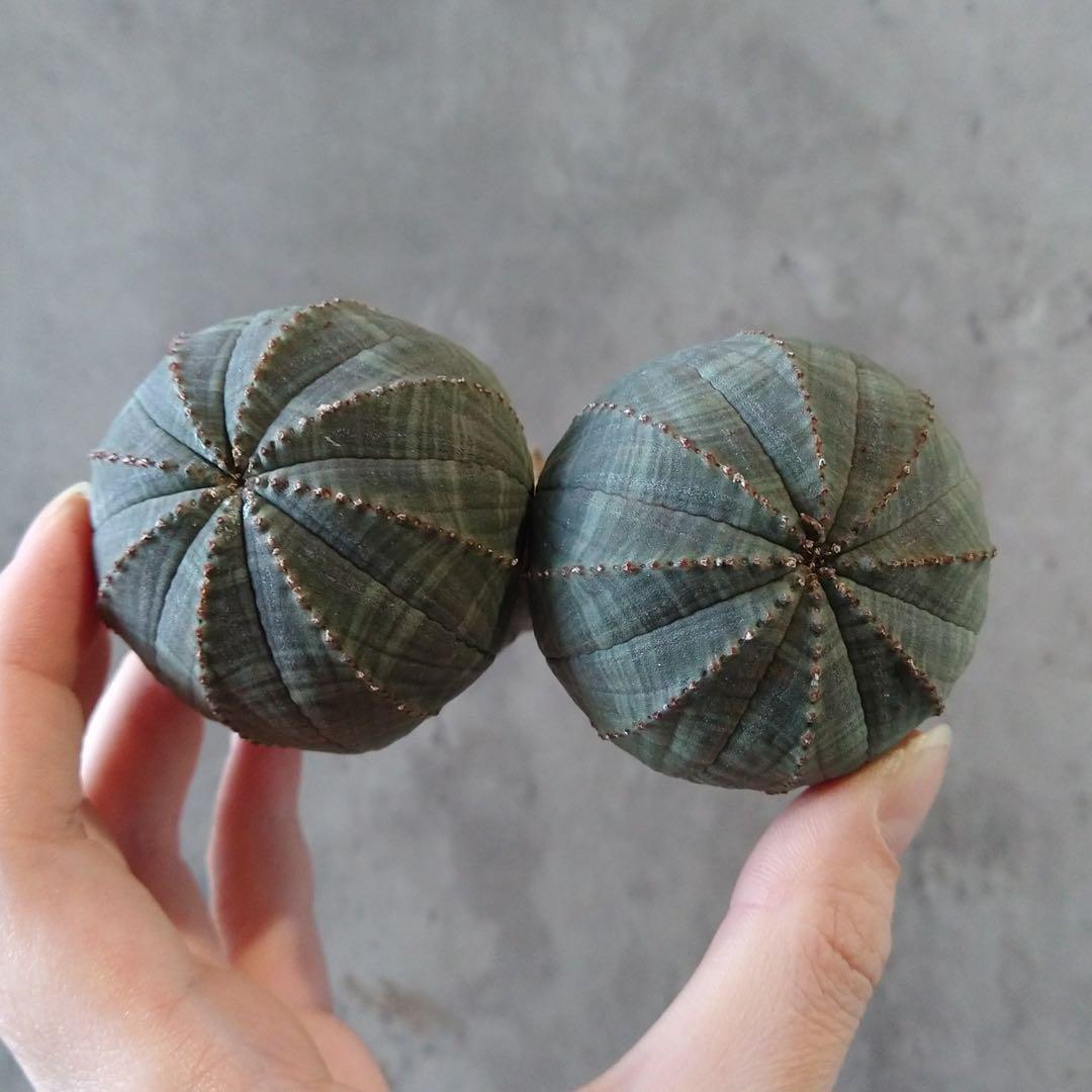 と*ぃ様 B17835★オークション★ユーフォルビア オベサ ダブルヘッド 美株