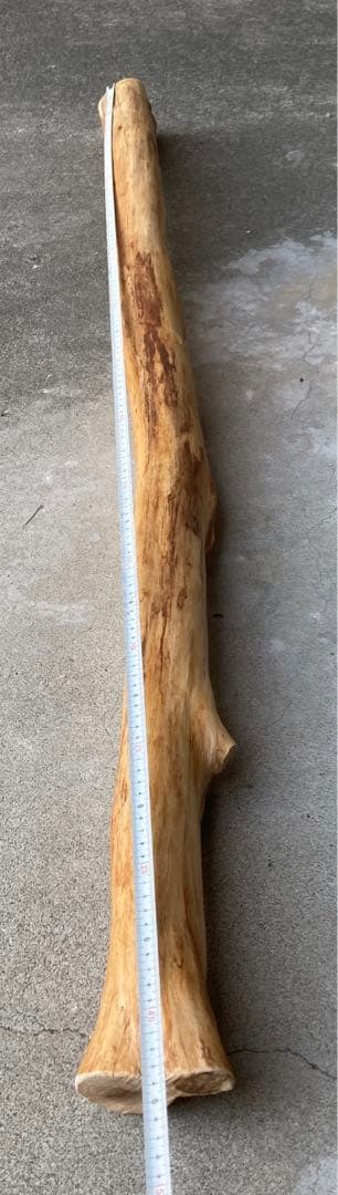 希少 樹齢150〜200年 杉枝 約143cm 鑑賞 庭 インテリア 骨董 華道