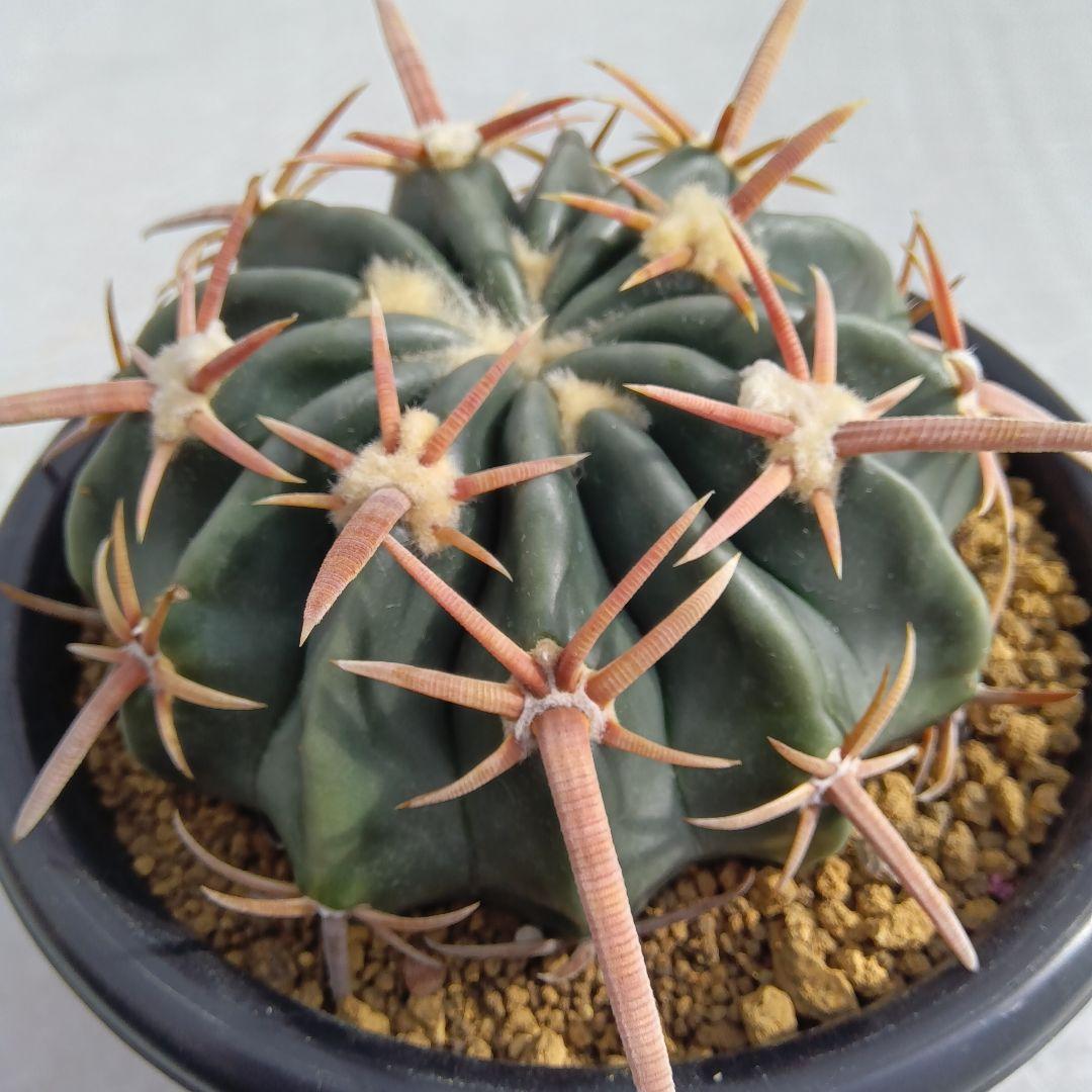 【美球大苗】綾波ホマロケファラ国内繁殖サボテン（太平丸花王丸雷帝翠平丸）