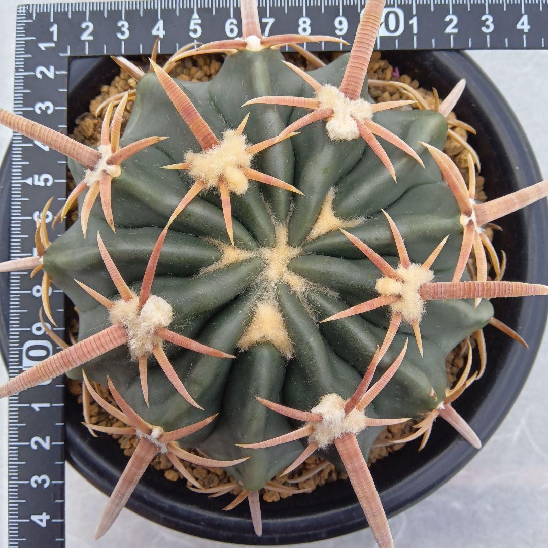 【美球大苗】綾波ホマロケファラ国内繁殖サボテン（太平丸花王丸雷帝翠平丸）