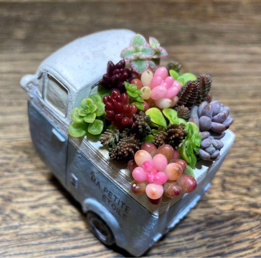 多肉植物 セダム ❤︎ カラフル ちまちま寄せ植え - メルカリ