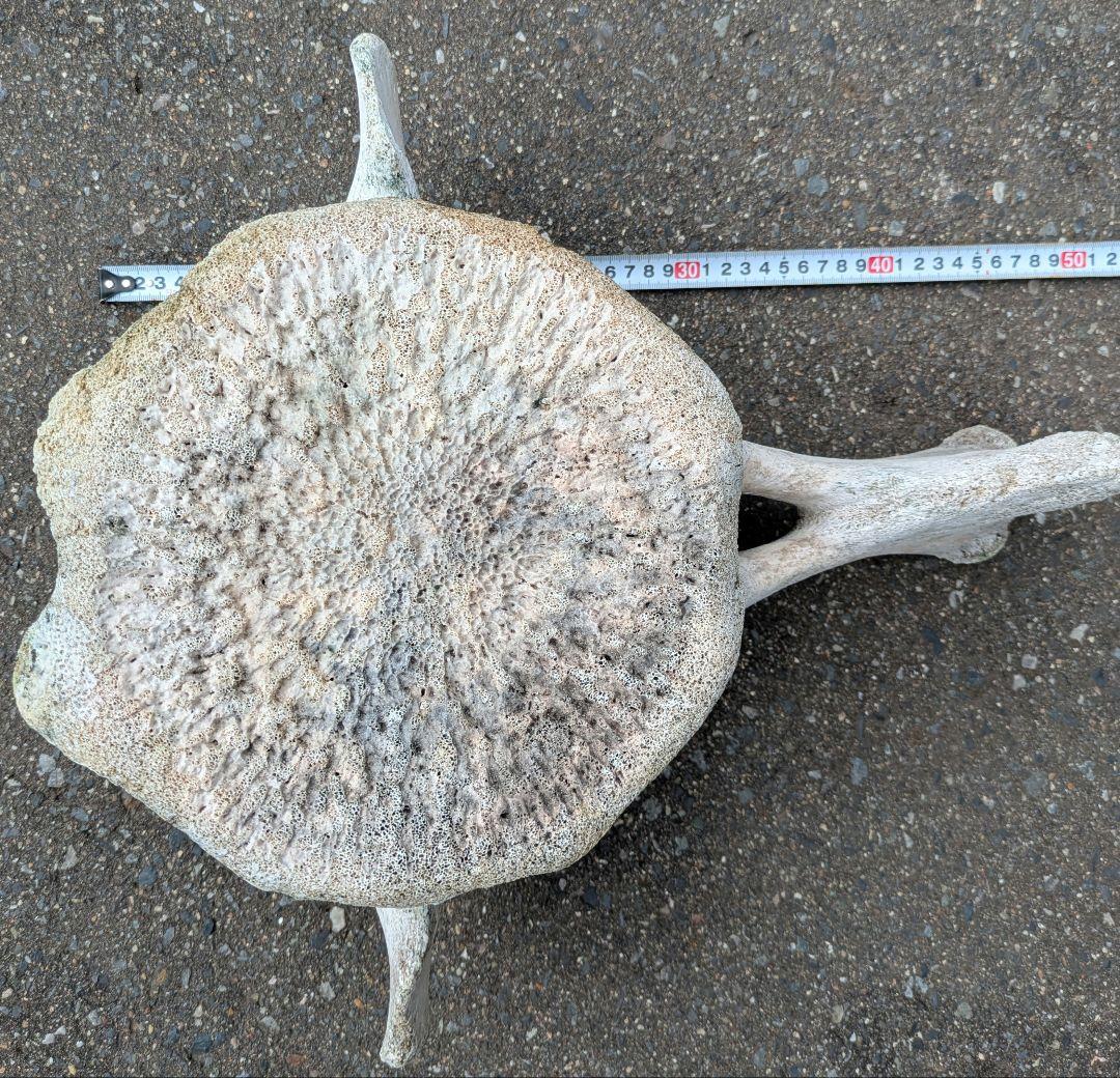 クジラの骨？　海で拾ったバカデカい骨