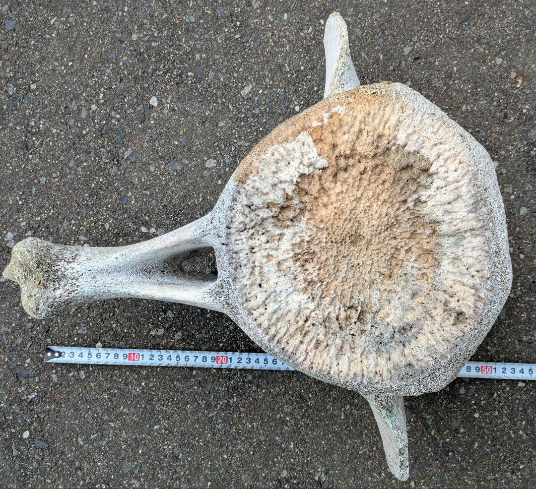 クジラの骨？　海で拾ったバカデカい骨