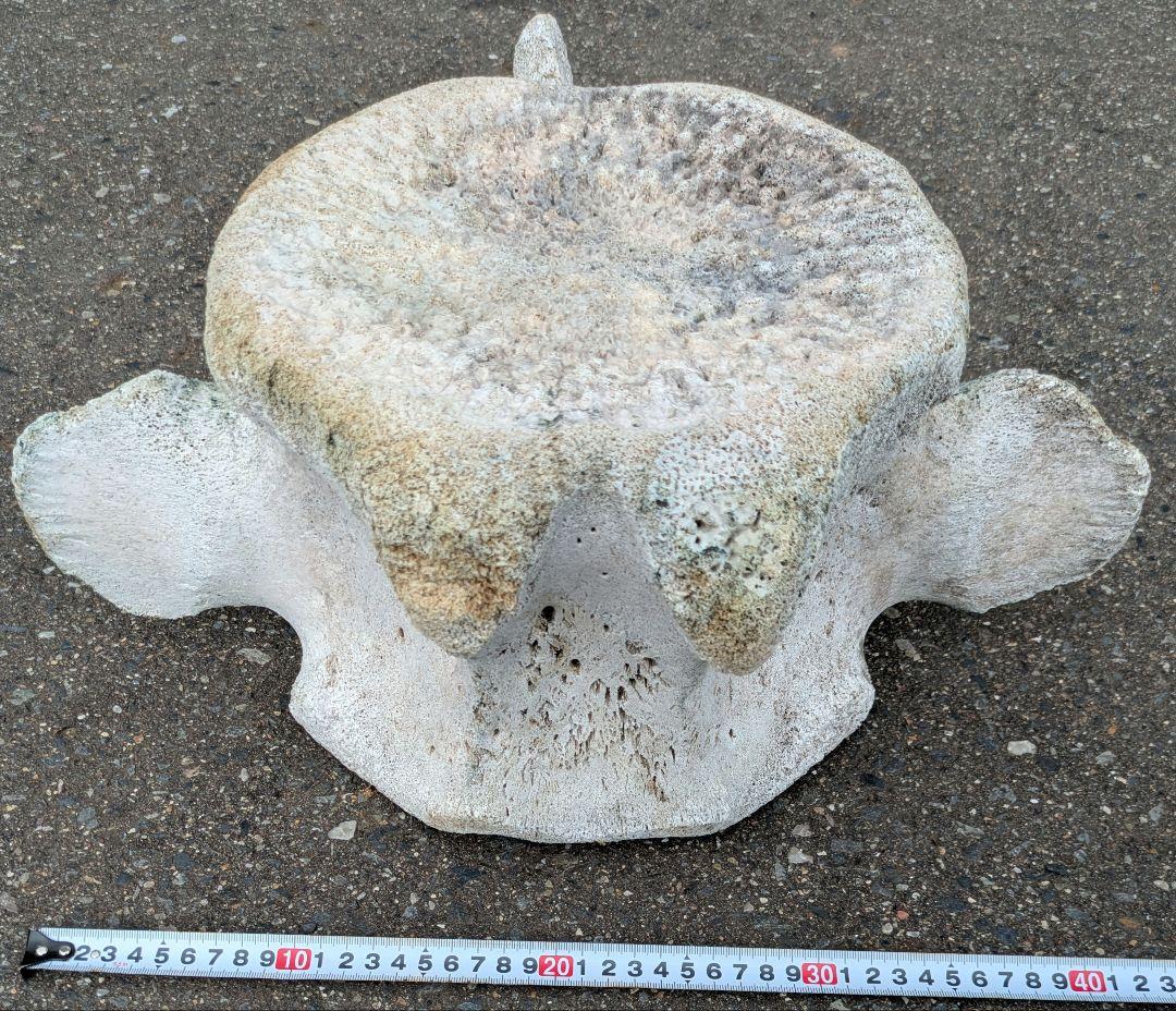 クジラの骨？　海で拾ったバカデカい骨