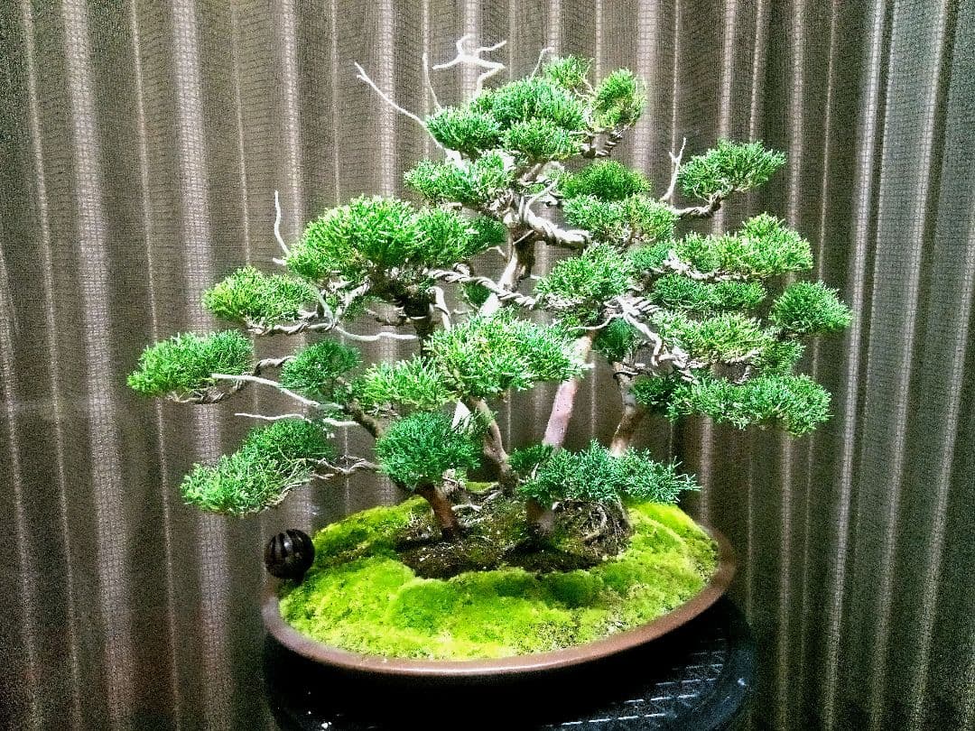 【樹齢30年株立 真柏盆栽】　　　　　　　　　　☆飽きの来ない自信の美品