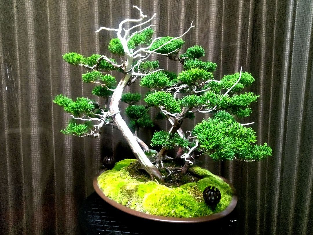 【樹齢30年株立 真柏盆栽】　　　　　　　　　　☆飽きの来ない自信の美品