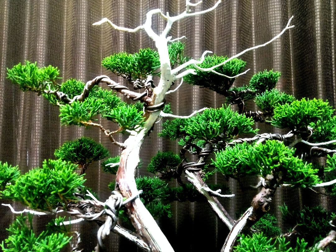 【樹齢30年株立 真柏盆栽】　　　　　　　　　　☆飽きの来ない自信の美品