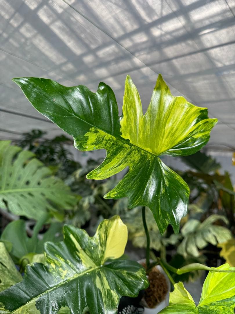 N5 フィロデンドロン キティナ 健康カット苗