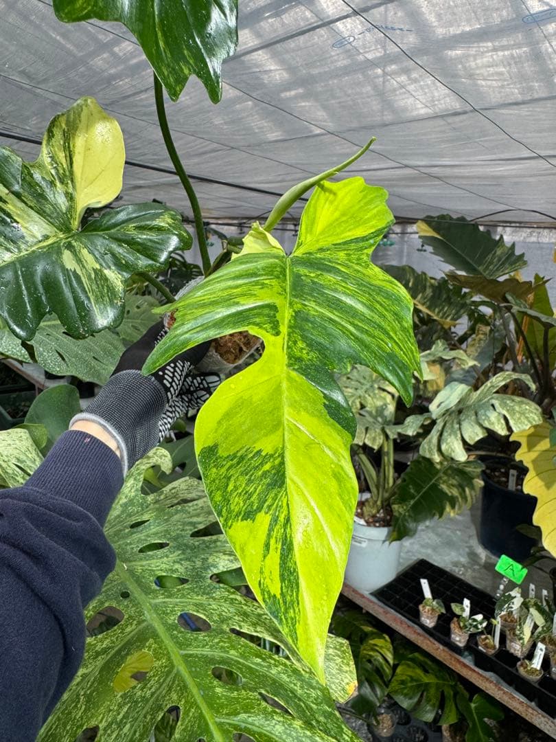 N5 フィロデンドロン キティナ 健康カット苗