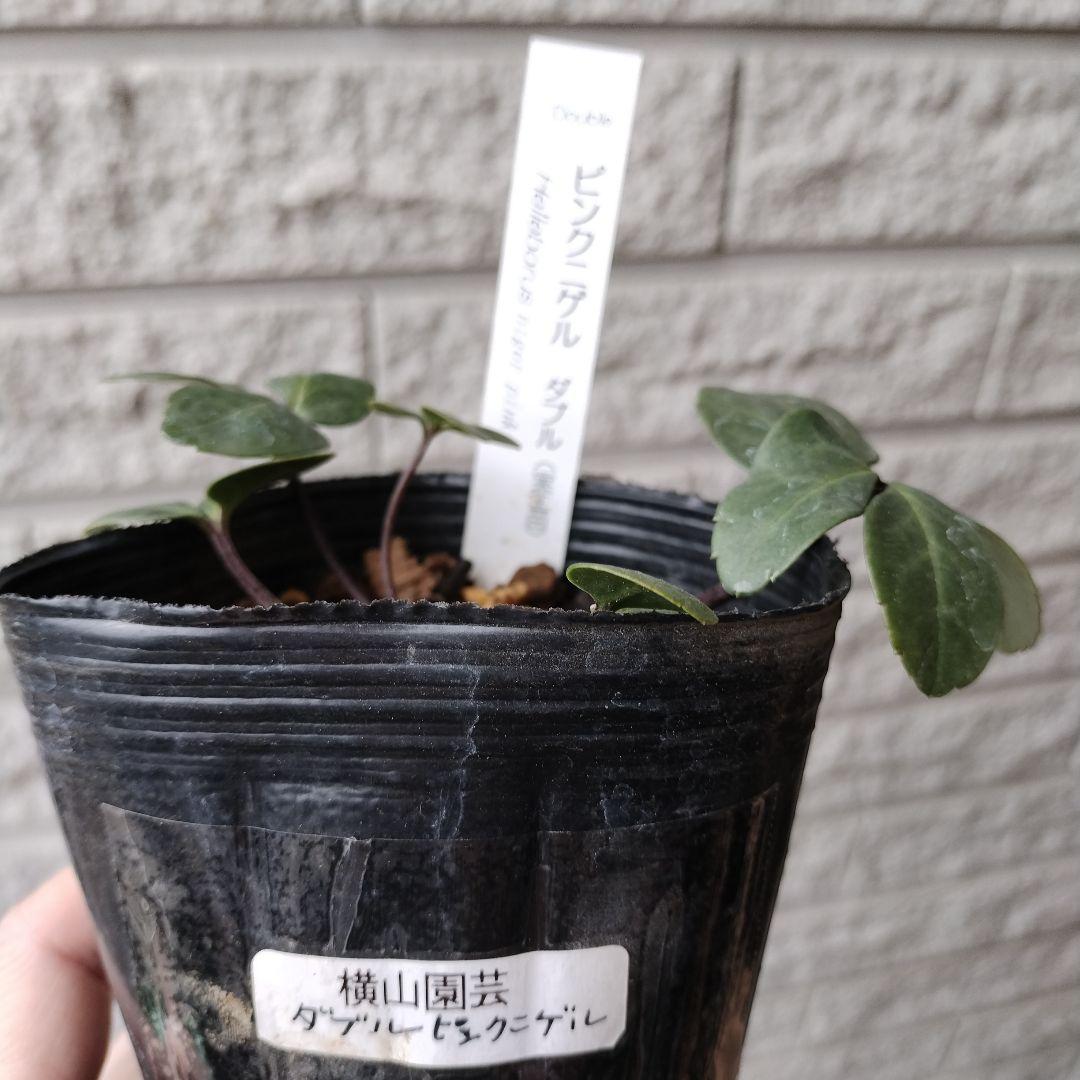 クリスマスローズ ピンクニゲル 八重 ダブル 苗 鉢 バラ - メルカリ