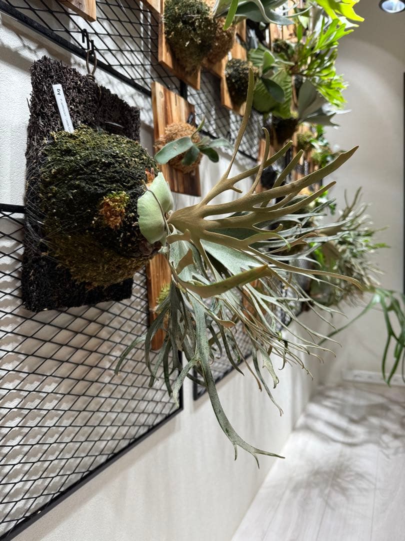 P. willinckii 'Jade Girl#2' 親株 超美株