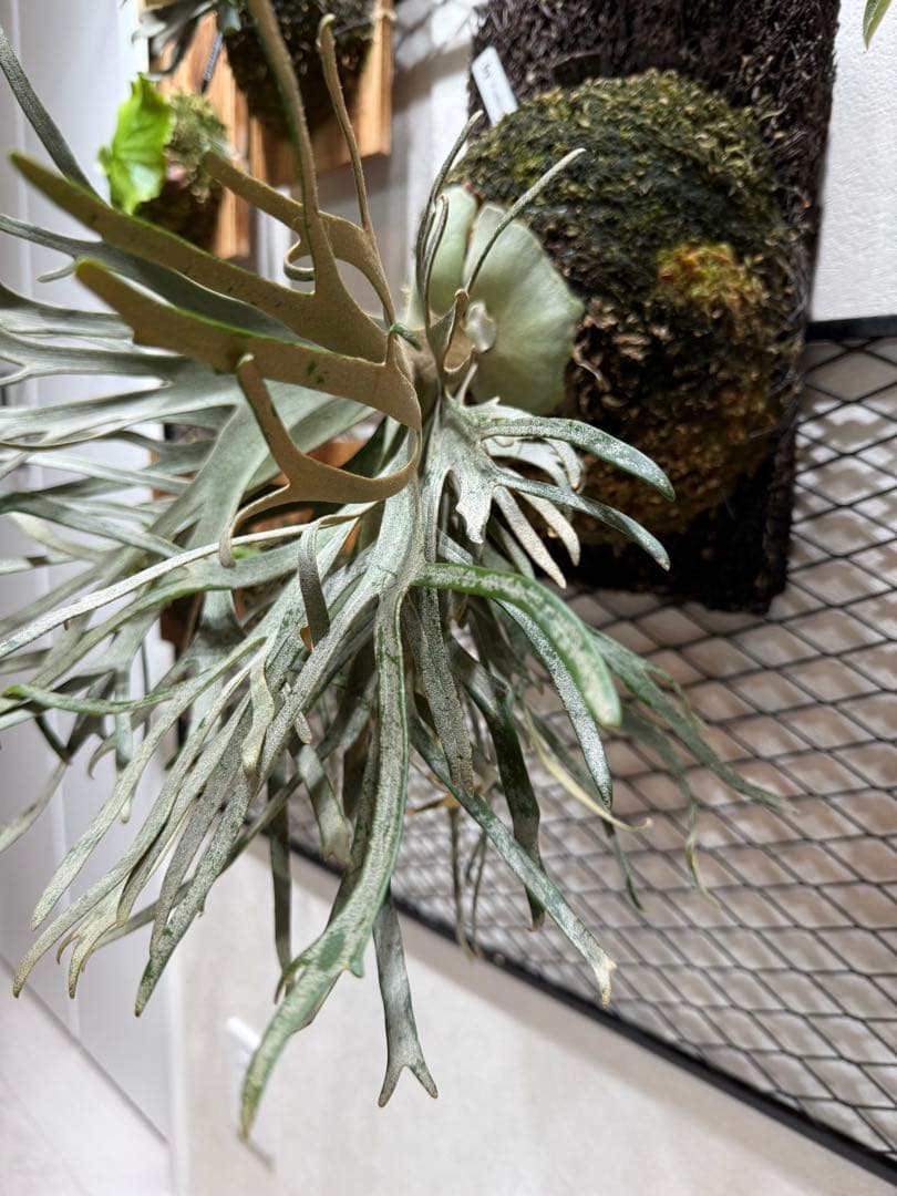 P. willinckii 'Jade Girl#2' 親株 超美株