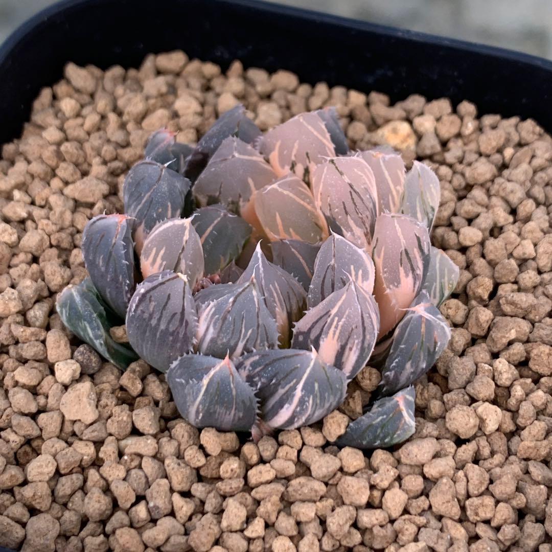 多肉植物 ハオルチア 赤斑オブツーサ錦 赤い鳥 - メルカリ