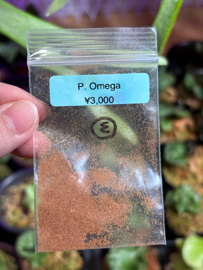 P. willinckii Omega オメガ OC 胞子 #3