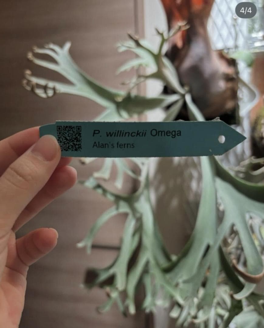 P. willinckii Omega オメガ OC 胞子 #3