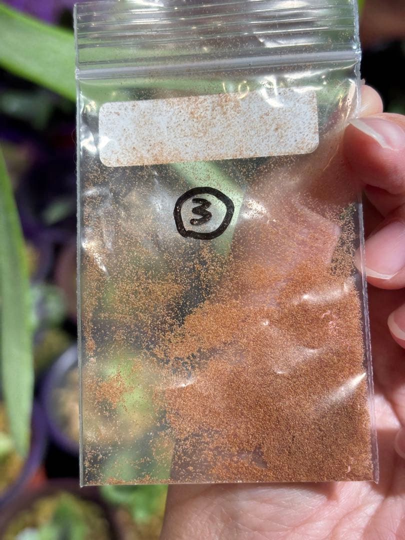 P. willinckii Omega オメガ OC 胞子 #3