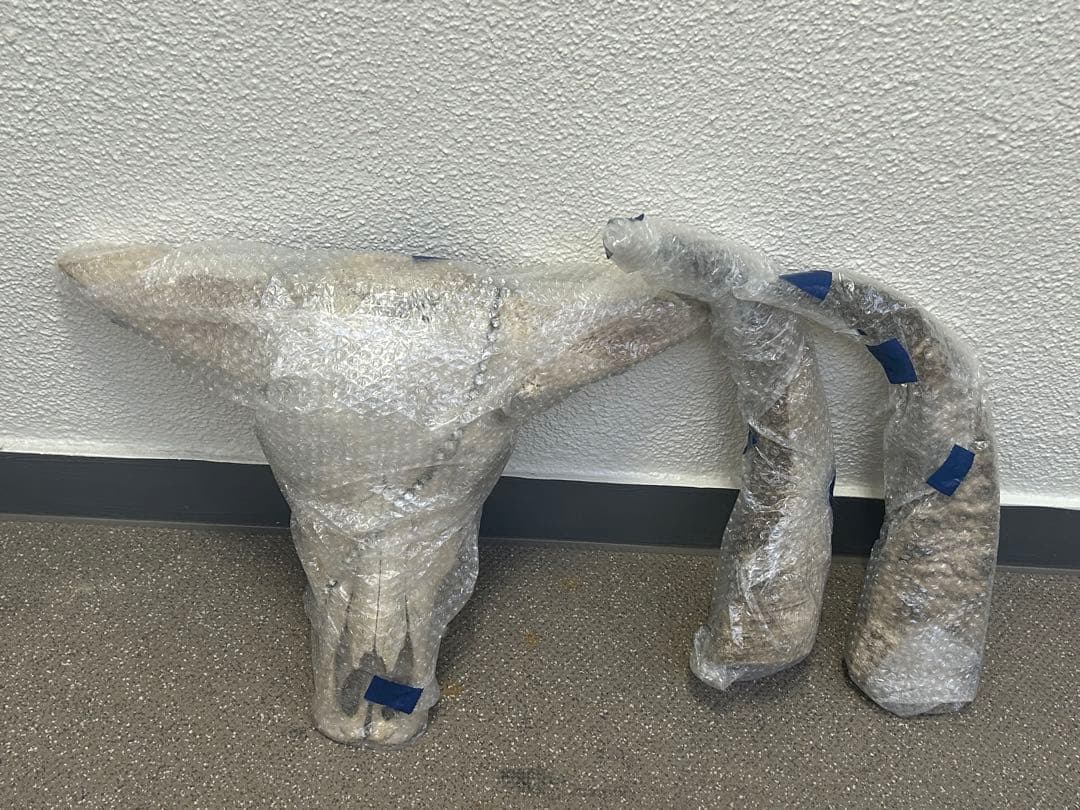 バッファロースカル　牛頭蓋骨　壁掛け彫像　カウボーイ　アメカジ　本物